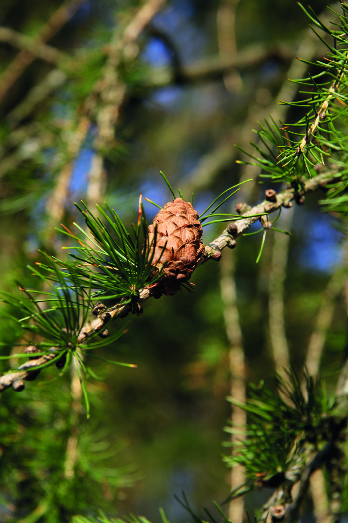 Naturverbundenheit Aigner Holz